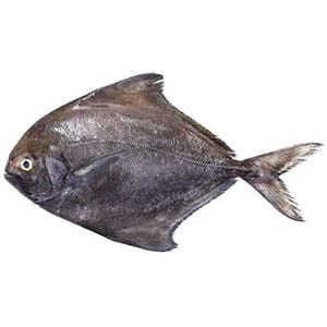 kala paplet fish