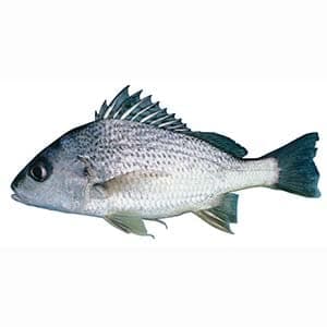 Dother Fish (Grunter Fish)