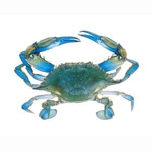 Blue Crab