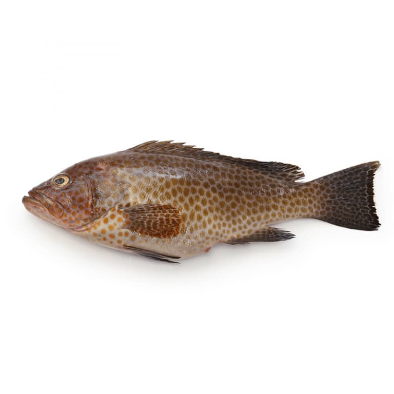 Gissar Fish (Hamour Fish)