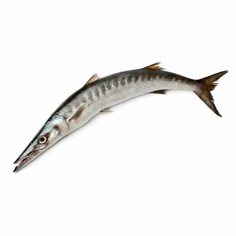 Safaid Kund Fish (White Barracuda Fish)